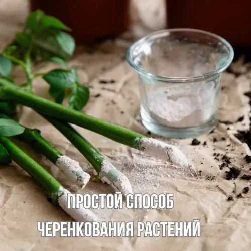 Черенкование растений: надёжный способ укоренения