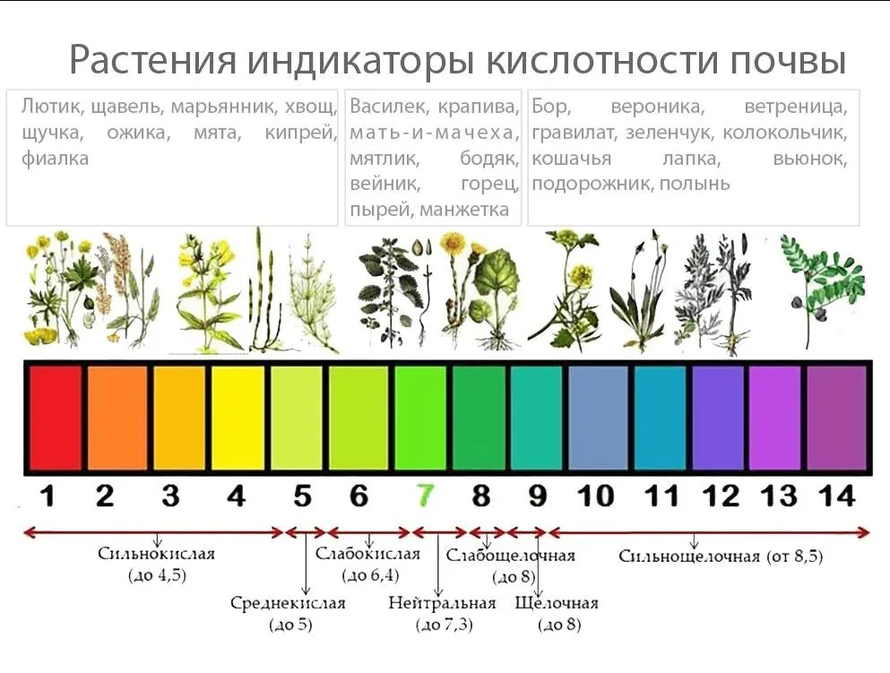 Две скрытые угрозы почвы: кислотность и истощение