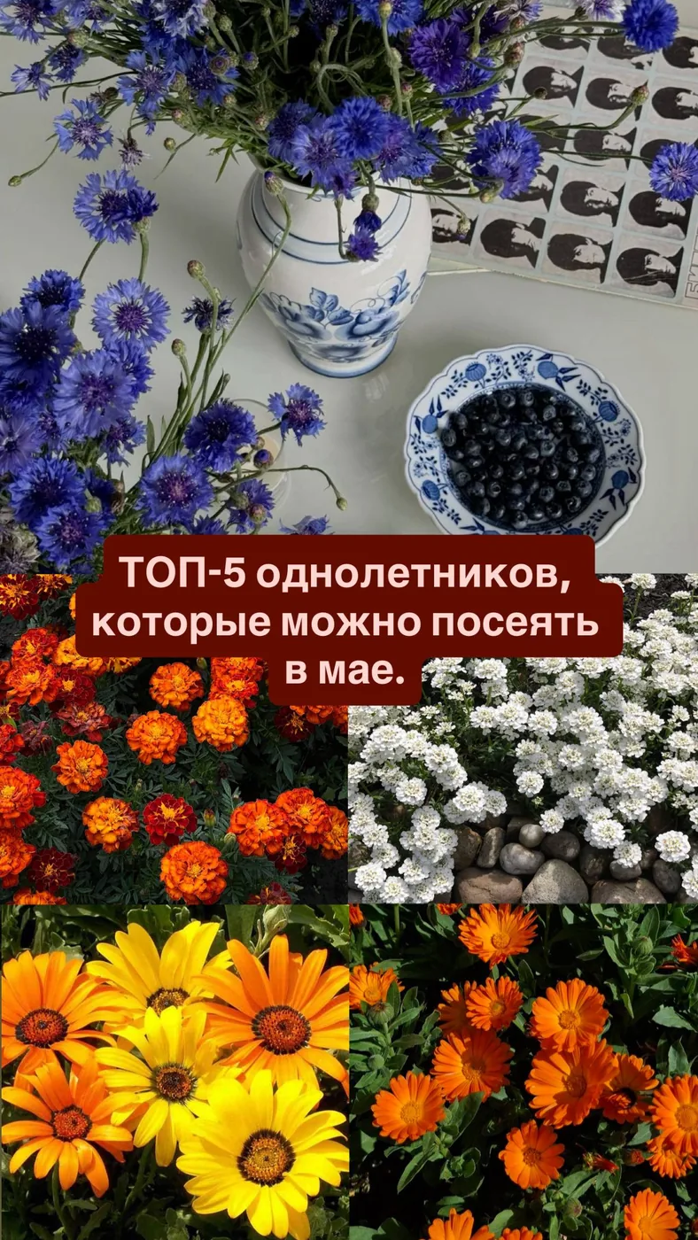 Однолетники, которые сеют в мае