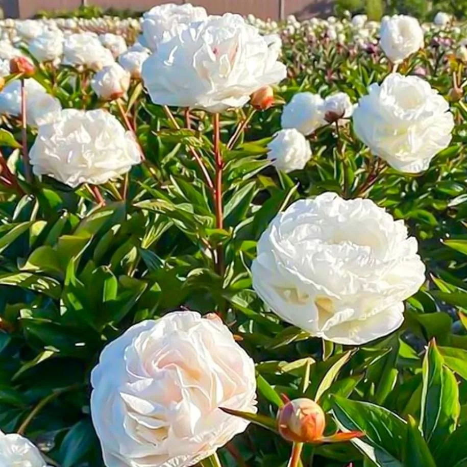 Осенняя подкормка пионов: как заложить пышное цветение
