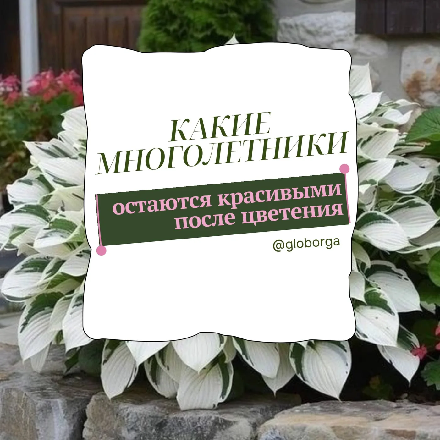 Растения, которые красивы и после цветения