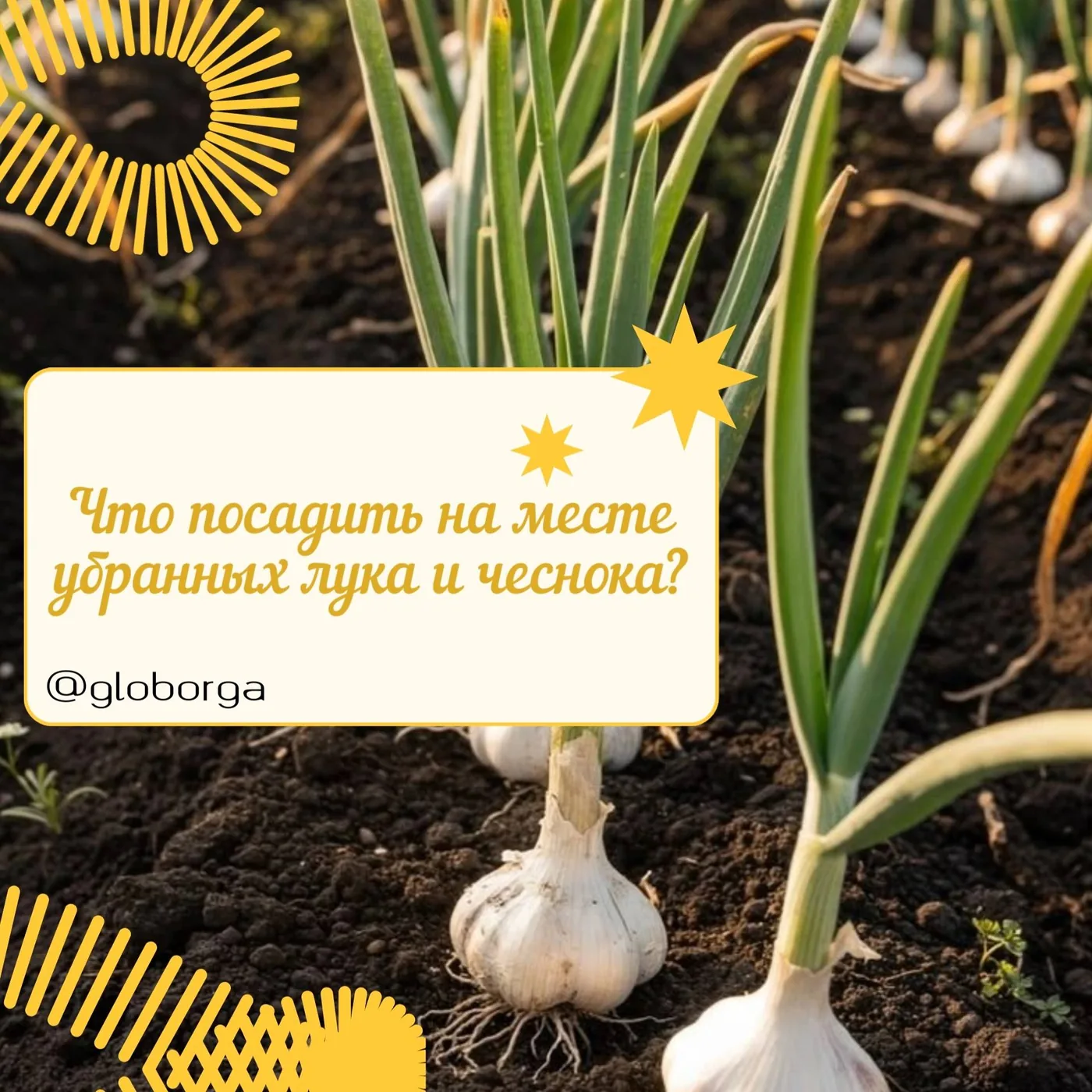 Севооборот: что сажать после лука и чеснока