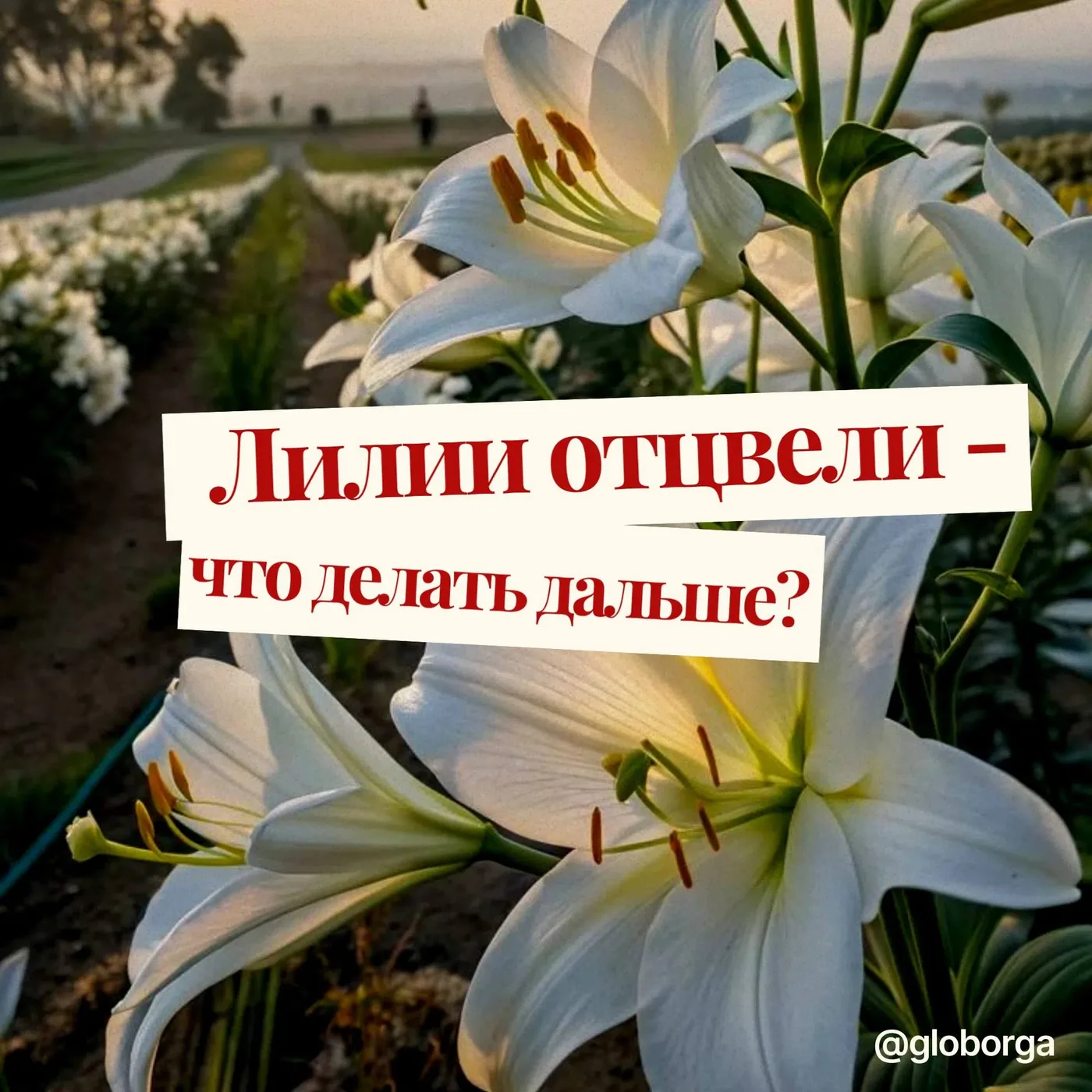 Уход за лилиями после цветения