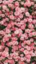 Розы